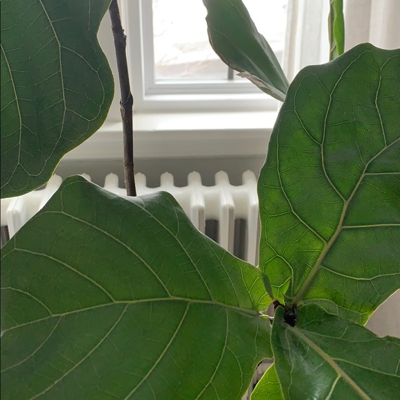 Meet your Posher, Sam - Picture 1 of 1